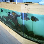 Aquarium Sonderanfertigung Riesa Aquarium Sonderanfertigung Riesa